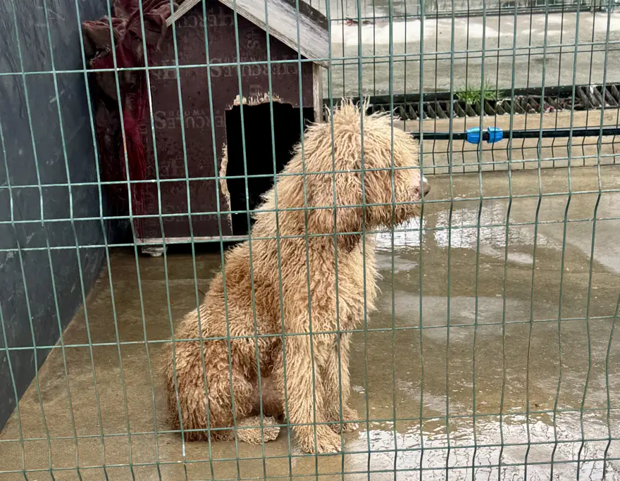 Edirne'de yasa dışı köpek üretimine ağır ceza