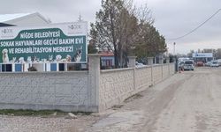 Niğde'de dövüştürülürken kurtarılan 2 köpek, tutuldukları barınaktan çalındı