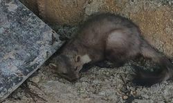 Fethiye'de evlerin arasında bulunan kaya sansarı doğaya salındı