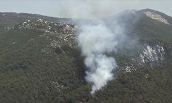 Muğla'nın Milas ilçesinde orman yangını meydana geldi