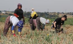 Tescilli Tekirdağ soğanında hasat zamanı