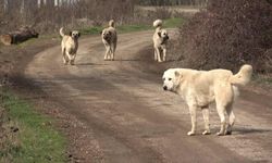 Başıboş sokak köpeklerine yönelik düzenleme TBMM'de kabul edildi: Yeni dönemde uygulanacak maddeler neler?