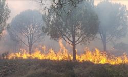 Yalova'da çıkan orman yangınlarına müdahale ediliyor