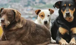 Sokak köpeği 5 yaşındaki çocuğun yüzünü parçaladı