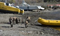 Marmaris'te yaban domuzları sahile indi