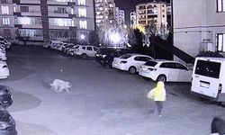 Diyarbakır'da sahipsiz köpeğin saldırısına uğrayan 3 kişi yaralandı