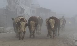 Kars, Ardahan ve Ağrı'da dondurucu soğuklar etkisini sürdürüyor