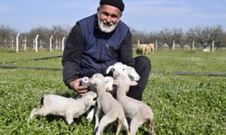 Manisa'da koyun tek batında 5 kuzu doğurdu