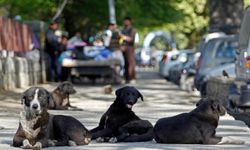Çorum’da sahipsiz köpeğin saldırdığı çocuk yaralandı