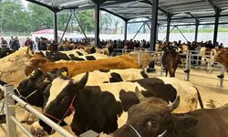 Bartın’da şap nedeniyle hayvan pazarı kapatıldı