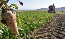 Gaziantep’te şeker pancarı hasadı başladı