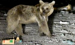 Kars'ta yaban hayvanları beslenmek için yerleşim yerlerine iniyor