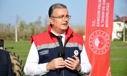 Samsun'da kahverengi kokarcaya karşı kışlak mücadelesi sürüyor