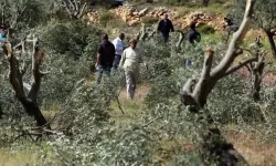 İsrailliler, Batı Şeria'da zeytin ağaçlarını kesti
