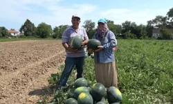 Bafra Ovası'nda kavun, karpuz fideleri toprakla buluşuyor