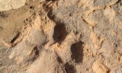 Tavşanlı Höyük kazılarında yaklaşık 4 bin yıllık pati izleri bulundu