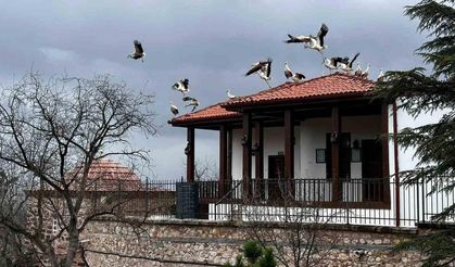 Baharın gelişiyle göç eden leylekler Şeyh Edebali Türbesi’nde de mola verdi