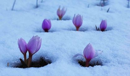 Karlar altındaki çiğdem çiçeklerinden kartpostallık görüntüler