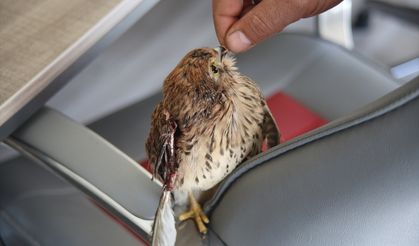 Ardahan'da okul bahçesinde yaralı bulunan kerkenez tedaviye alındı