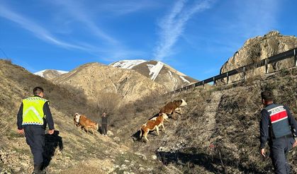 Bayburt'ta kaybolan 4 büyükbaş hayvanı jandarma buldu