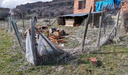 Giresun'da ayılar 107 arı kovanına zarar verdi