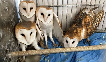 Giresun'da 4 baykuş yavrusu doğaya salındı