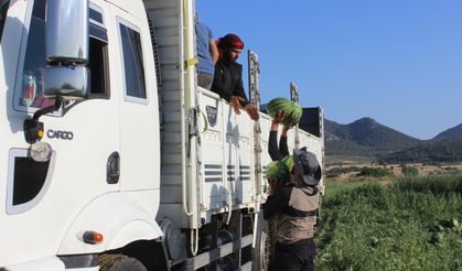 Coğrafi işaretli Osmaneli karpuzunun hasadı başladı