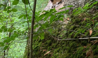 Rize'de kaçan keçi 3 gün sonra bulundu