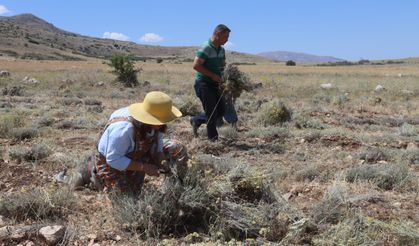 Burdur'da susuz tarımla üretilen ölmez çiçek üreticinin yüzünü güldürüyor