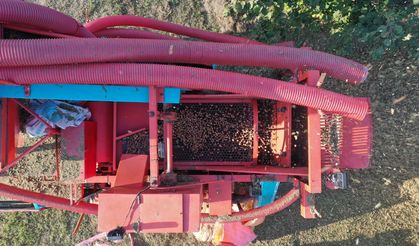 Ordu'da fındık hasadını tamamlayan üreticiler patoz mesaisinde