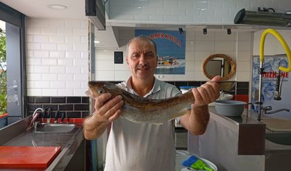 Ordu'da oltayla avlanan 1 kilogramlık mezgit 500 liraya satıldı