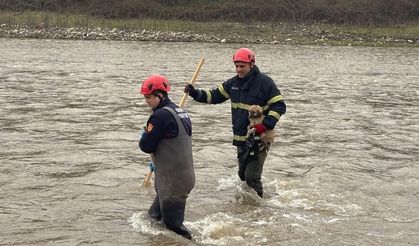 Ordu'da derede mahsur kalan köpek yavrusu kurtarıldı