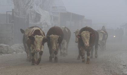 Kars, Ardahan ve Ağrı'da dondurucu soğuklar etkisini sürdürüyor