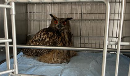 Afyonkarahisar'da tedavileri tamamlanan 13 kuş doğaya salındı