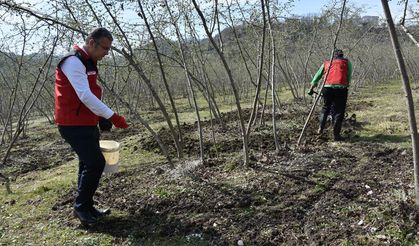 Fındık üretiminde doğru gübreleme verim ve kaliteyi artırıyor