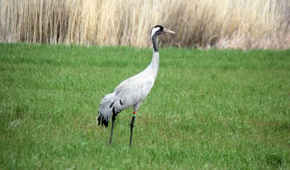 Nesli tehlike altındaki turnalar Sivas'ta görüntülendi