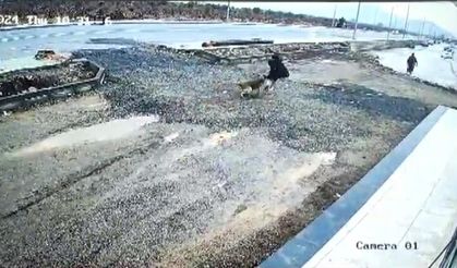 Gaziantep'te sahipsiz köpeklerin anne ve kızına saldırması güvenlik kamerasında