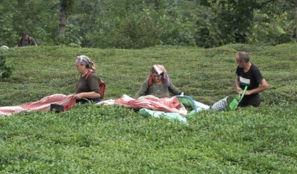 ÇAYKUR'da yarından itibaren randevulu yaş çay alım sistemine geçilecek