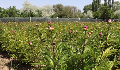 Sivas'ta şakayık hasadı yapıldı