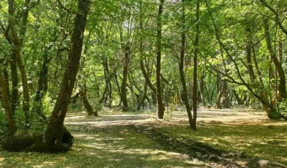 Bilecik'te ormana girişler yasaklandı