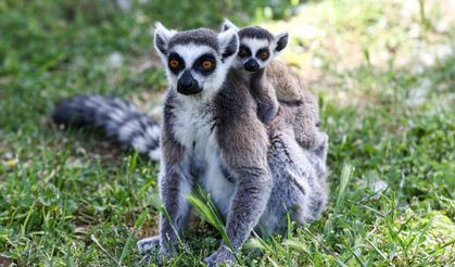 Bursa Hayvanat Bahçesi 150 farklı türe ev sahipliği yapıyor