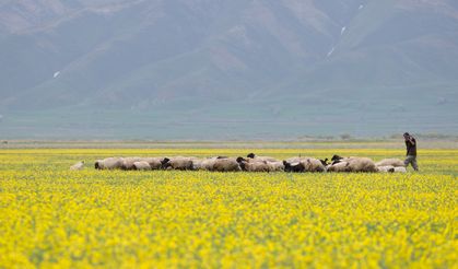 Hakkari'deki tarlalar sarı çiçeklerle renklendi