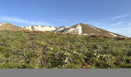 Palandöken Dağı eteklerinde açan mor ters laleler bölgeye renk kattı