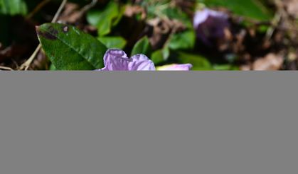 Rize doğal güzellikleriyle ziyaretçilerini bekliyor