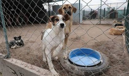Hakkari ve Zonguldak’ta hayvanları için birlik kuruluyor