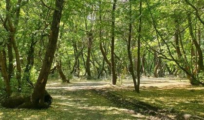 Kocaeli’de ormanlara giriş yasağı başlatılacak