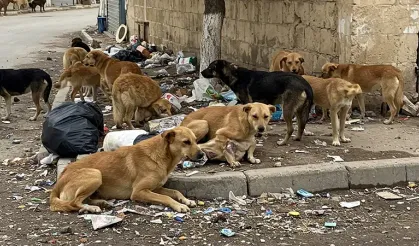 Viranşehir'de başıboş köpekler 29 kuzuyu telef etti