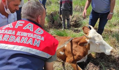 AFAD, kayalıklara düşen ineği kurtardı