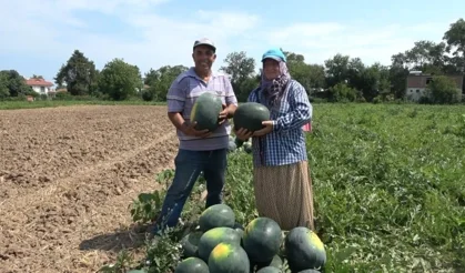 Bafra Ovası'nda kavun, karpuz fideleri toprakla buluşuyor