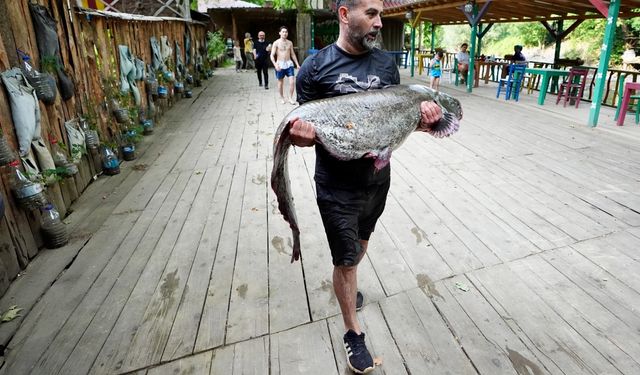 Melen Çayı'nda avlanan amatör balıkçının oltasına 52 kilogramlık yayın takıldı